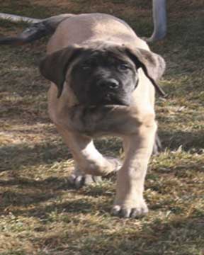 greiner hall mastiffs